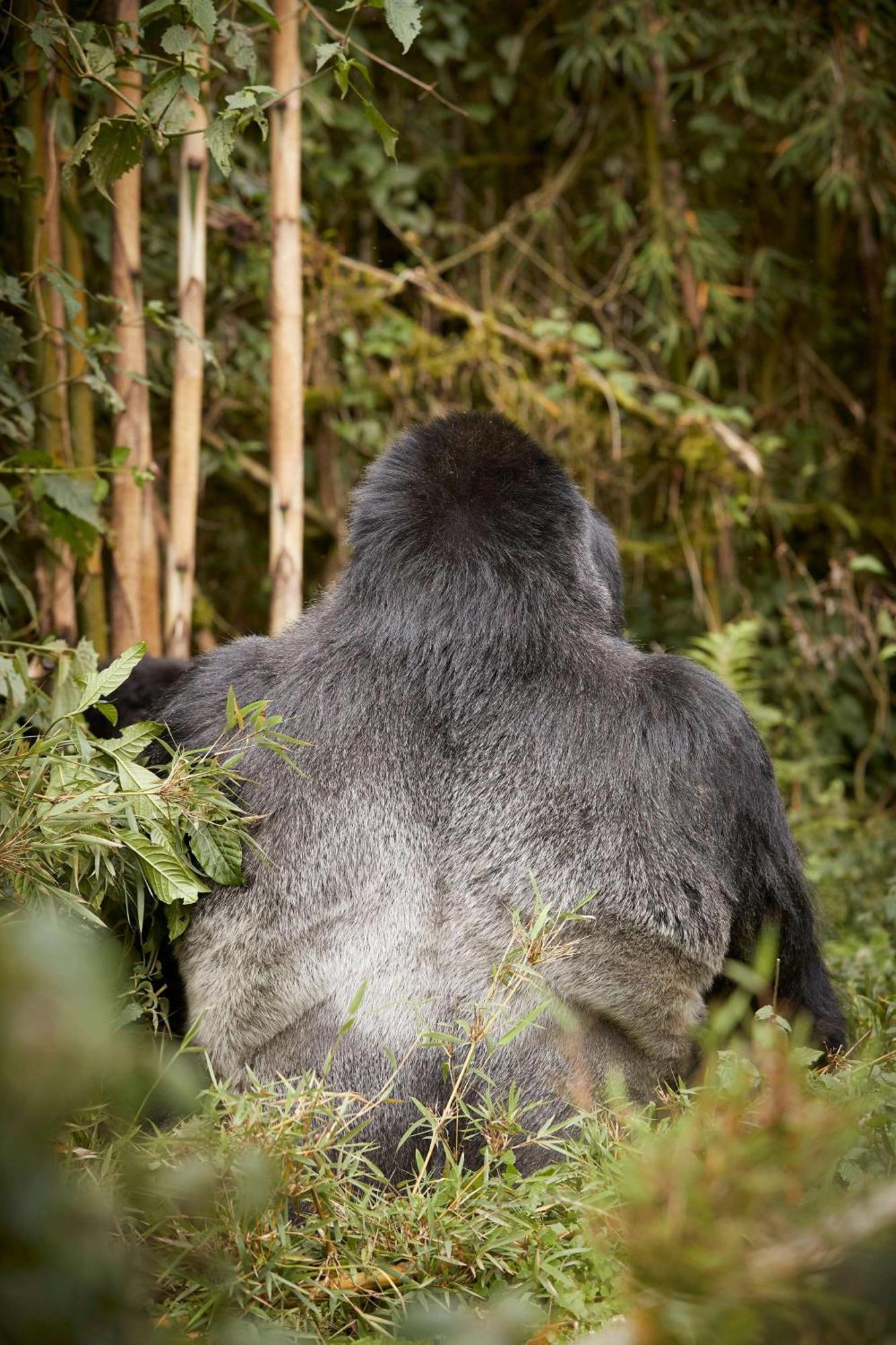 One&Only Gorilla'S Nest Hotell Kinigi Eksteriør bilde